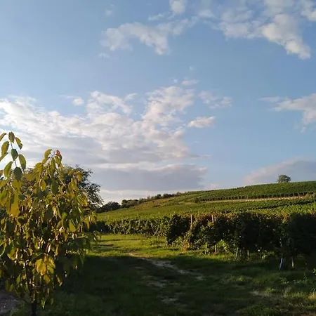 Vinoza - A Vinny Sklep Pod Vinici * Velké Bílovice